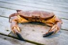 Cornish Crab (Whole) - Image 2